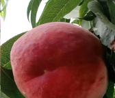 遵义红不软脆桃苗 保法种植场供应 可食用早熟桃树苗
