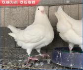 白色元宝鸽 元宝鸽价格 黑色元宝鸽 养殖出售 顺发种鸽