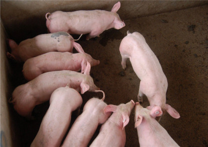 仔猪 太湖母猪价格 养殖场大型猪场 强森 湖北仔猪养殖场