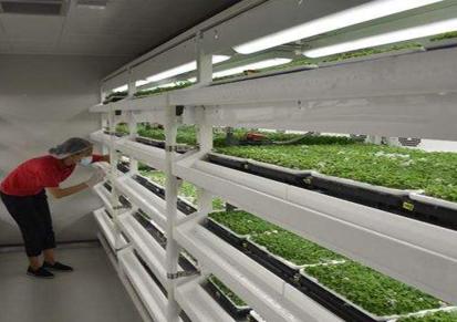 植物工厂设备 集装箱 蔬菜种植 自动吸水 欧马新农