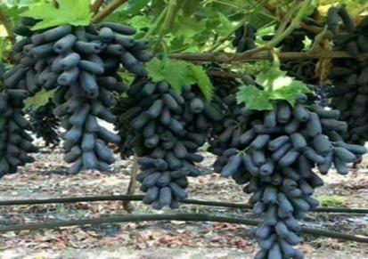 泰安全通葡萄苗品种研发基地大量批发葡萄树苗 三年苗