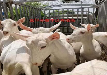 富平丰达养殖场产奶奶山羊萨能奶山羊大型养殖场可自由挑选