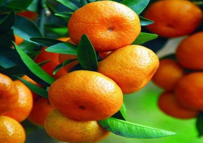 砂糖桔树苗出售 丑橘树苗 张桂杨花木 蜜橘树苗批发价钱