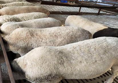 肉羊养殖场 杜泊绵羊市场价格 包邮 江诚牧业