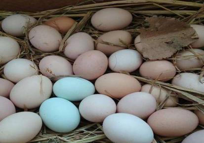 基地直发农家散养新鲜白壳土鸡蛋 口感清香 天然无污染