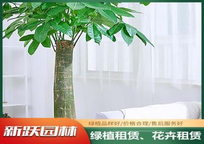 新跃园林花卉植物租赁 室内盆栽绿植租摆 发财树幸福树批发 养护简单