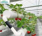 无土栽培建设基地 草莓种植温室大棚 渔菜鲜森 育苗玻璃温室