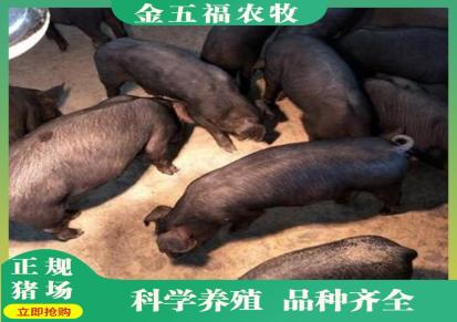 太湖原种母猪 太湖高产母 猪存活率高 品种纯正 量大优惠 金五福牧业