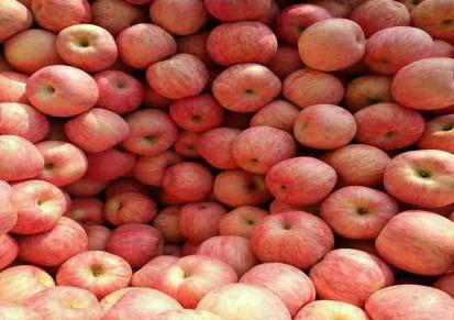 纸袋红富士 苹果新鲜水分多 烟台红富士苹果种植 希伟批发发货快