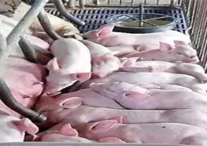 买猪选择 猪苗利润可观 30斤猪苗价格 鑫涛养殖好项目