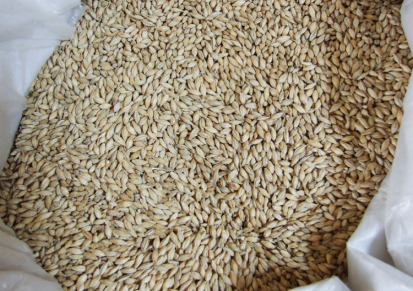 小麦批发 优质小麦厂价直销 厂家长期提供优质小麦