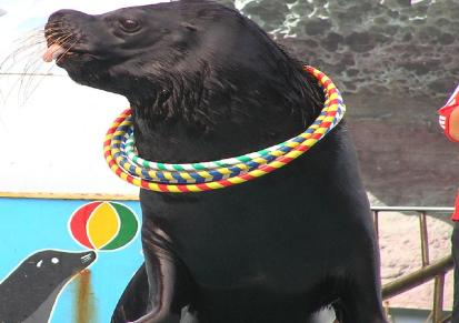 景区活动出租展览企鹅海狮助阵