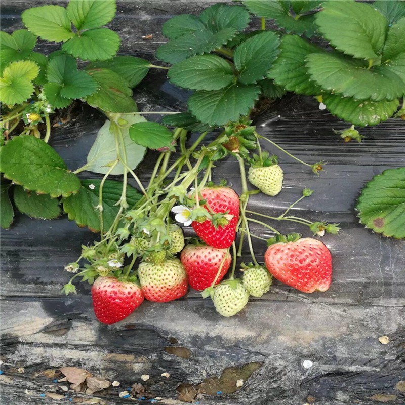 新品种草莓苗价格、新品种草莓苗价格表