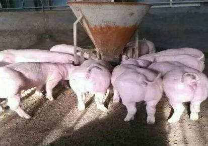 内蒙批发小仔猪 鸿福仔猪养殖出售 30斤断奶阉割欢迎下单