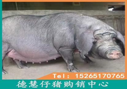 太湖原种猪质优价廉纯种太湖小母猪批发 美系杜洛克公猪