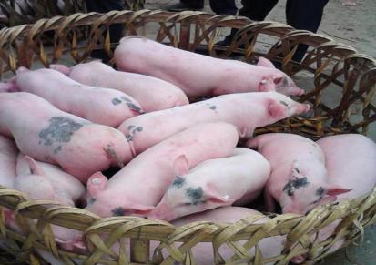 猪仔苗批发 育肥猪价格便宜销售 子富常年出售 好卖品种佳