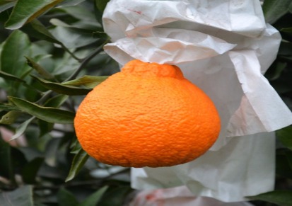 四川眉山不知火丑橘新鲜当季水果橘子丑八怪柑橘丑柑