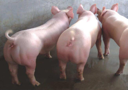 泰旺养殖 二元母猪养殖 太湖一代种母猪 常年直销