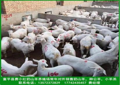 陕西富平常年供应萨能奶山羊 陕西关中奶山羊 成年种公羊 小羊羔批发 指导饲养