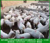 陕西富平关中奶山羊养殖基地常年对外销售萨能奶山羊 种公羊批发 指导饲养