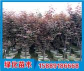 出售紫叶李袋苗 别名红叶李 地径5-8公分批发供应 厂家直销价格优惠