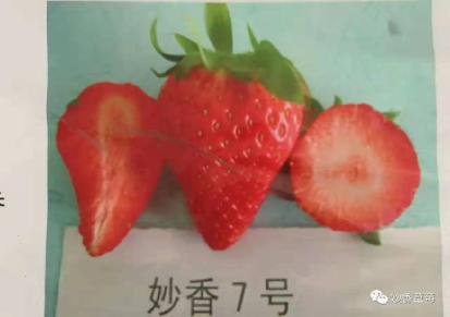 妙香7号草莓苗基地批发 妙香七号草莓苗多少钱