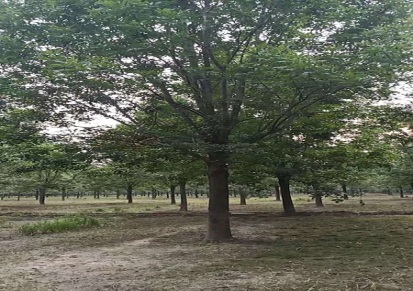 群林苗木种植基地白蜡12-18公分行道树-白蜡树价格