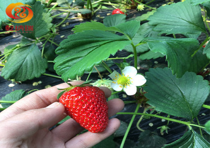 乾纳瑞农业科技公司 噶尔草莓种苗多少钱一株