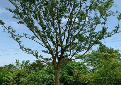 湖北皂角树 30公分 2.5米株高 露地栽培 全冠易成活