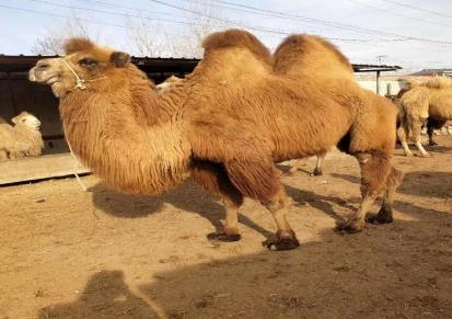 成年观赏骑乘驮运骆驼养殖 技术指导 杂食性强 考察送草原旅游 元鸿