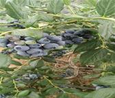 三年奥尼尔蓝莓苗价格 蓝莓苗批发基地 营养杯发货 众然苗木
