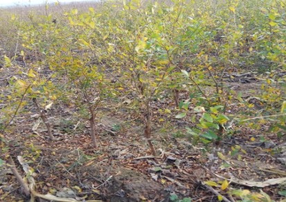 基地大量供应苗木 突尼斯软籽石榴 高产量果石榴树 价格优惠