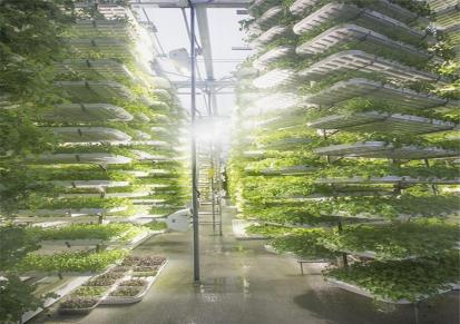 安徽六安霍山立体农业厂家设计各种温室大棚定制策划广西鸟巢温室承建温控大棚设计