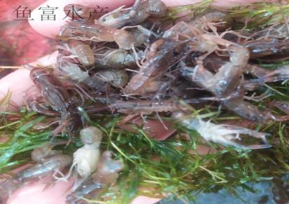 繁殖场直供 澳洲淡水龙虾苗 容易生长 成活率高