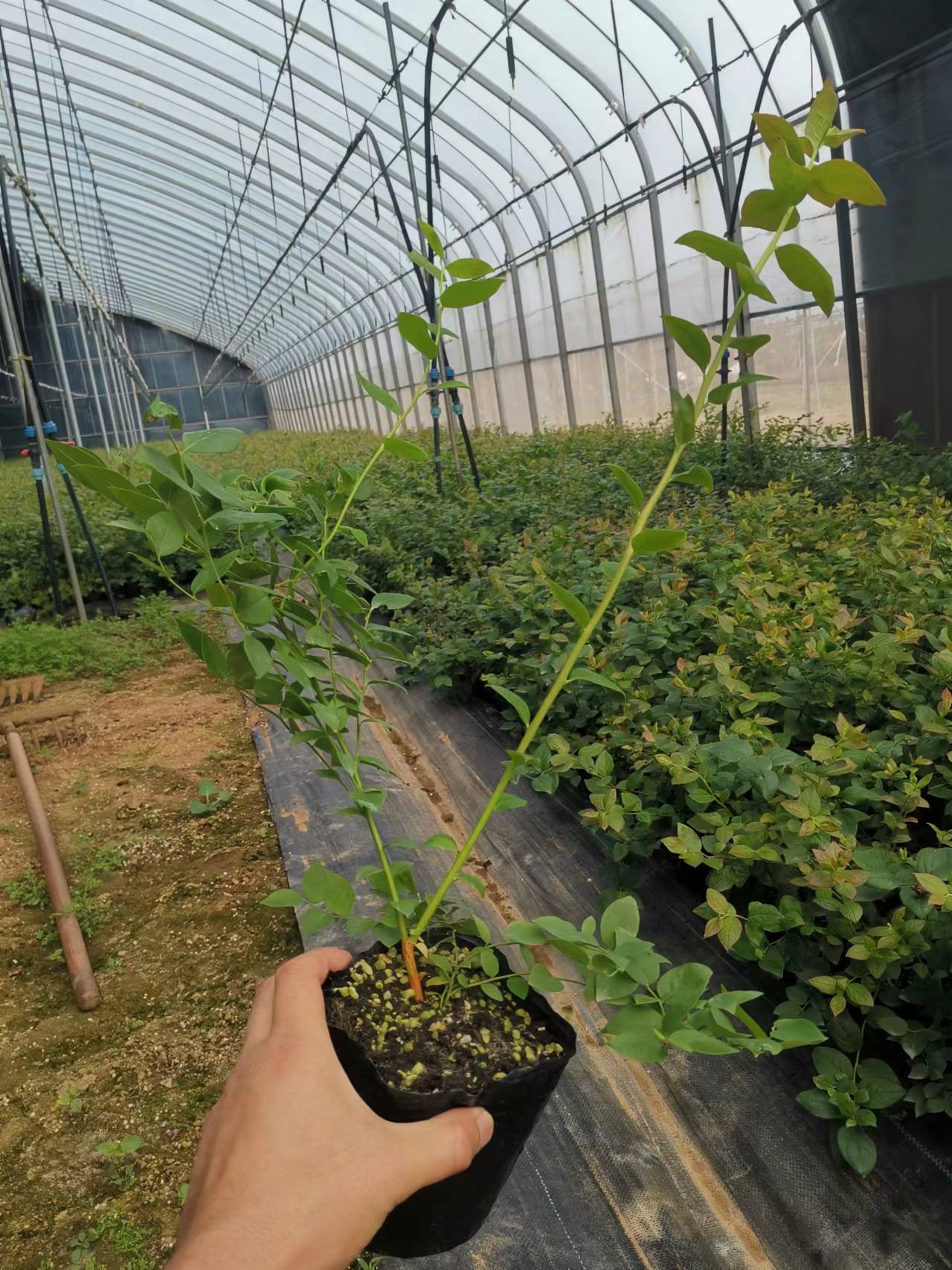 奥尼尔蓝莓苗天津能耐多少度低温