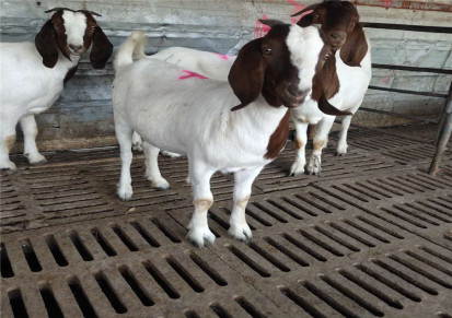 山羊活体出售批发3-6个月波尔山羊苗 中盛缘 小尾寒羊活羊纯种