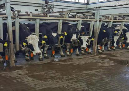 欧牧瑞奶牛个体奶量采集 各类挤奶厅设备