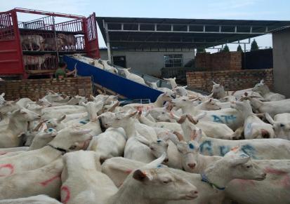 陕西关中羊厂大量供应萨能奶山羊,富平奶山羊,终身技术支持