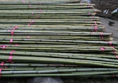 大量批发绿化支撑用毛竹梢竹尾农用小竹竿菜架竹大棚竹杆