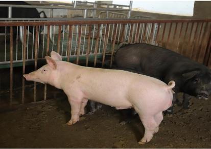 江苏母猪批发 创新母猪场 上百头怀孕期母猪出售 来人挑选