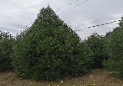 5米一级白皮松优质苗木 全国直发