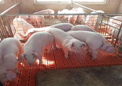 小猪价格 生猪价格 佃升 猪价行情分析表 好养活耐粗粮