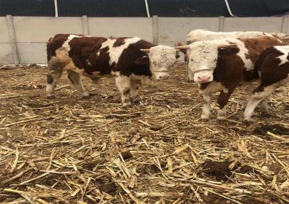 质量好的西门塔尔牛出售价格 散养架子牛 各规格牛源充足