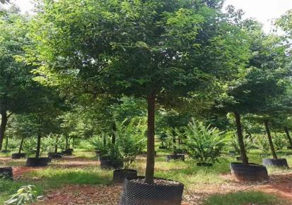 伟创园林 15香樟容器苗 籽播 园林绿化 荒山造林