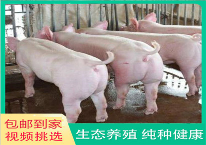 仔猪养殖场 山东仔猪 廷东 包邮出售养殖技术 存活率高品种纯
