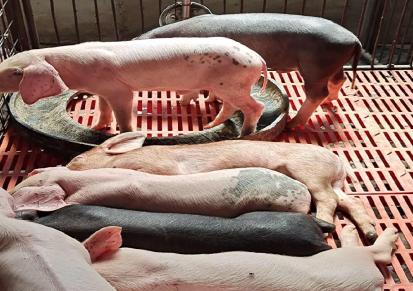 20-30斤仔猪苗全国出售 帮建猪舍 选择宏发牧业 小仔猪便宜卖