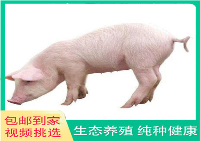 生猪价格 山东仔猪 廷东 包邮出售养殖技术 销售商家存活率高