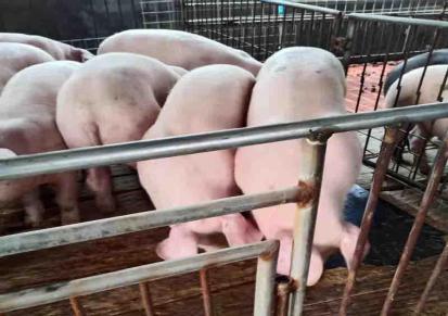 生猪猪价行情 三元猪仔出售 30斤40斤 伟强好货