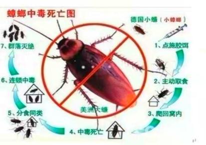 灭蟑螂的专业公司 灭蟑螂公司 北京隆佳乐生物 上门灭蟑螂