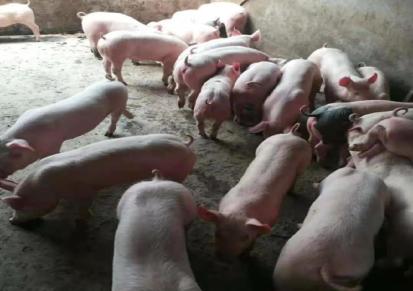 仔猪养殖 仔猪出售广东 小猪仔价钱 富伟放心回家养殖过大年